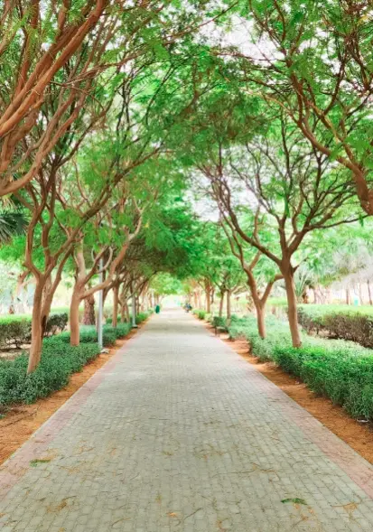 Tree-lined walkway in Jumeirah Village Circle